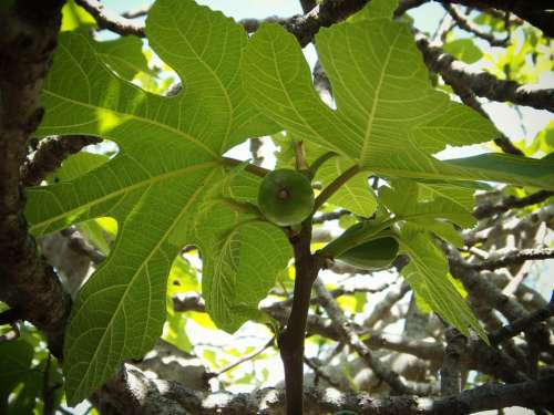 Fig Tree Green Leaves Fruit Figs Field