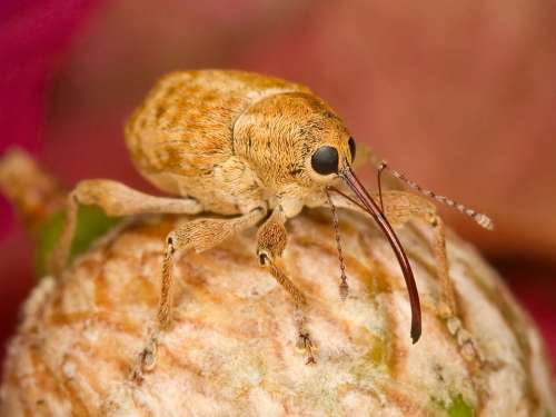 Filbert Weevil Bug Insect Close-Up Macro Nose