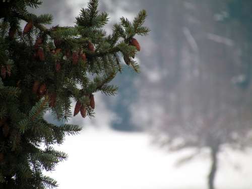 Fir Tree Branch Winter Needles