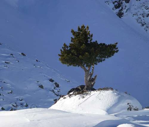 Fir Tree Mountains Wintry Snow Winter Magic