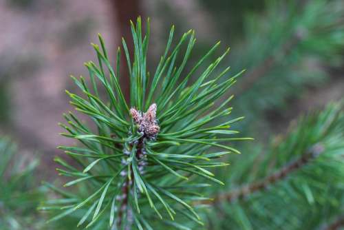 Fir Tree Pine Needles Conifer Branch Green Winter