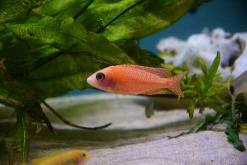 Firefish Fish Malawi Cichlid Aquarium