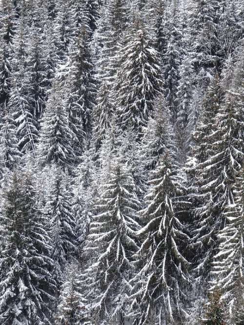 Firs Snowy Structure Texture Background Winter