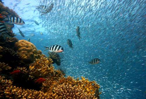 Fish Underwater Diving Water Underwater World Sea