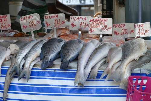 Fish Market Food Eat Fang
