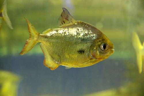 Fish Metynnis Piranha Aquarium Underwater Predator