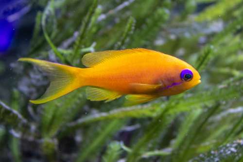 Fish Yellow Sea Grass Aquarium Diving Water