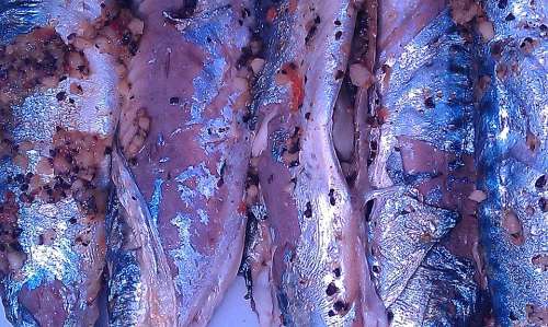 Fish Mackerel Spices Mat Skins Cooking Adjusted