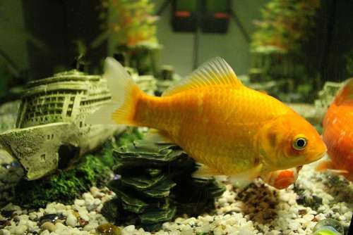 Fish Goldfish Aquarium Swim
