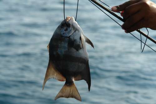 Fish Fishing Catch Nature Ocean Fisherman Seafood