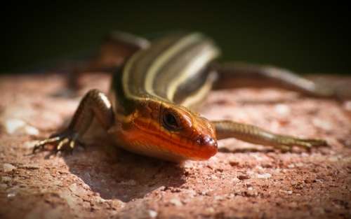Five Lined Skink Reptile Lizard Wildlife Nature