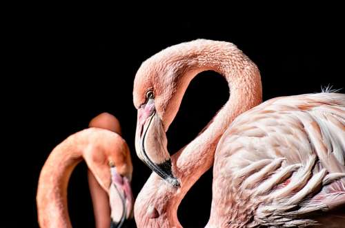 Flamingo Bird Colorful Feather Pride