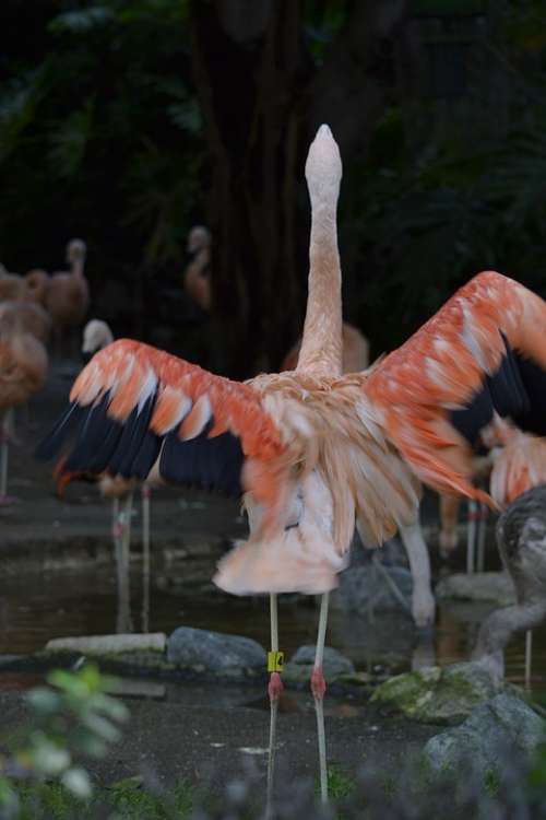 Flamingo Pink Zoo Animal