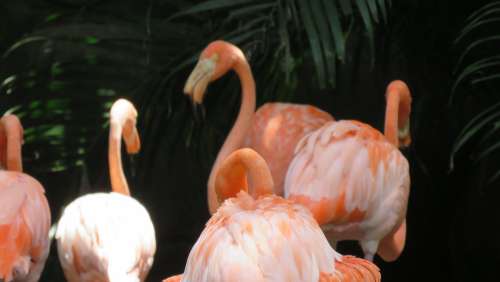 Flamingo Ave Animal Rosa Peak Nature Feathers