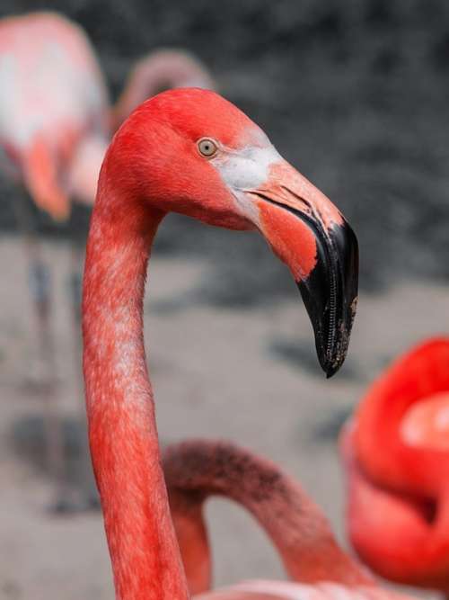 Bird Flamingo Pink Red Long Neck Animal