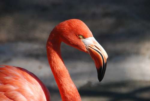 Flamingo Bird Animal Bill Red Pink