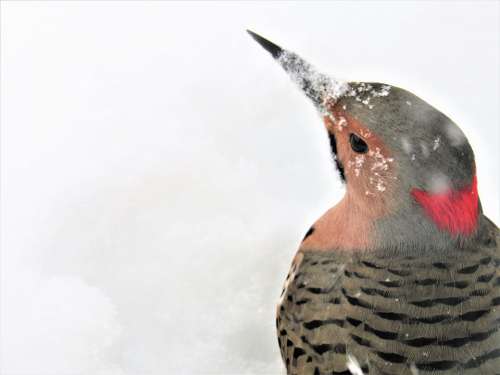 Flicker Woodpecker Woodpecker Flicker Sheltering
