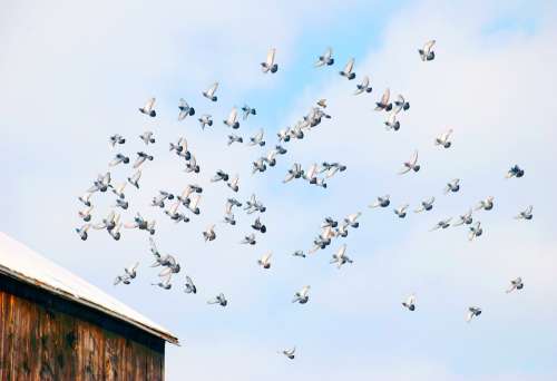 Flight Barn Animal Feather Flying Wildlife