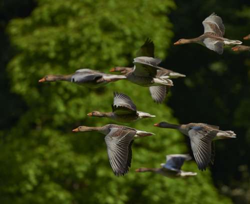 Flock Of Birds Canada Geese Geese Wing Goose