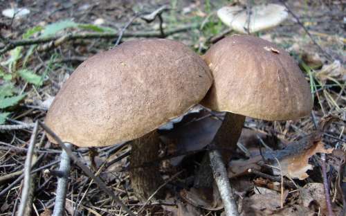 Flora Macro Bokeh Nature Mushrooms
