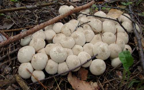 Flora Macro Bokeh Nature Mushrooms