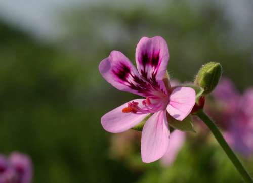 Flower Pelargonium Geranium Bloom Blossom Petals