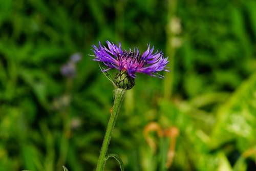 Knapweed Flower Blossom Bloom Summer Plant Nature