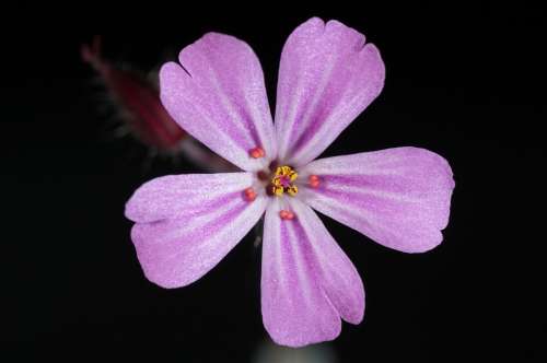 Flower Pink Blossom Bloom Nature Plant