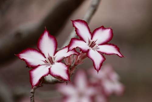 Flower Impala Lily Floral Plant Natural Blossom