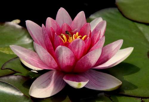 Flower Water Lily Lotus Flower Blossom Pond Pink
