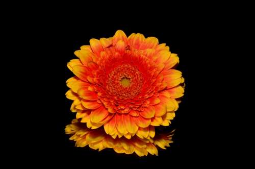 Flower Orange Blossom Blooming Yellow Isolated