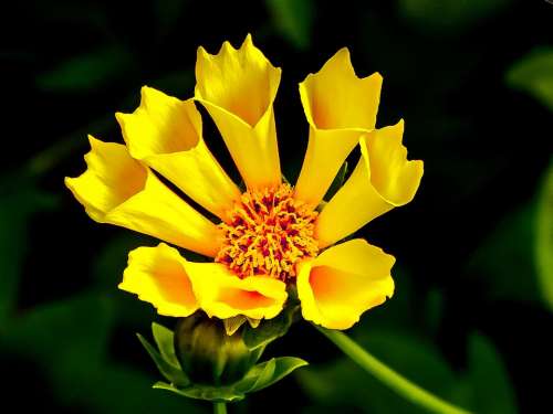 Flower Yellow Summer Blossom