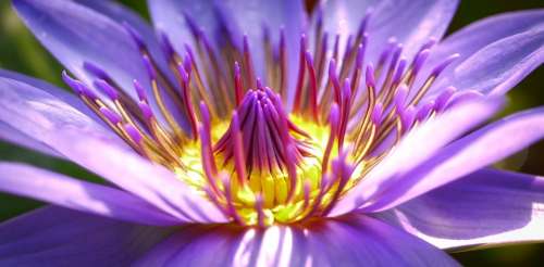 Flower Blossom Bloom Nature Purple Flower Close Up