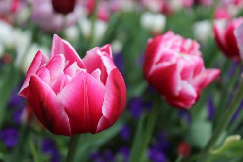 Flower Tulips Red Pink Nature Plant Of Course