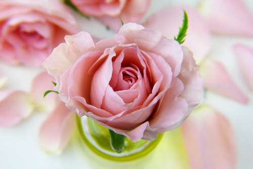Flower Rose Love Floral Petal Pink Beauty