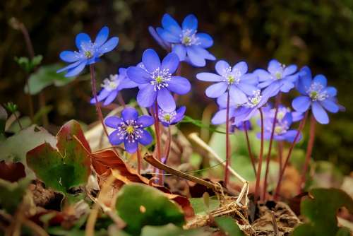 Flower Nature Plant Summer Flowers Floral Color