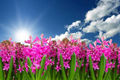 Flower Nature Plant Hyacinth Spring Spring Flower