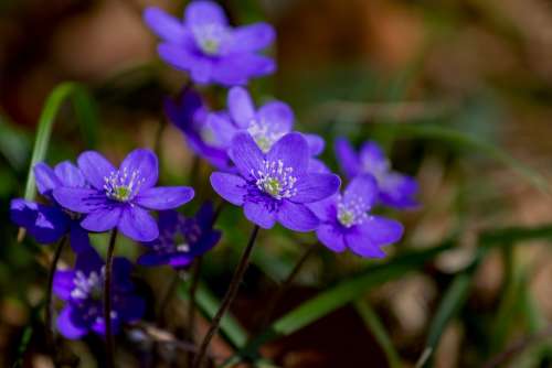 Flower Hepatica Nature Plant Forest Flower