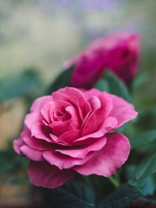 Flower Rose Pink Blossom Bloom Nature Plant