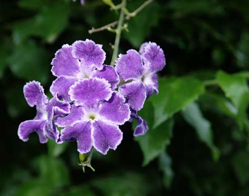 Flower Purple Shrub Garden Nature
