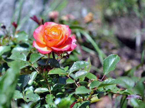 Flower Rosa Spring