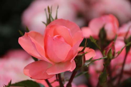 Flower Rose Pink Blossom Plant Floral Summer
