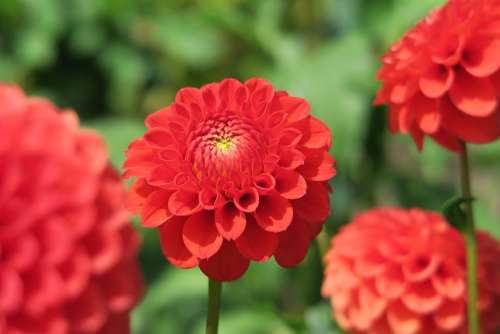 Flower Red Garden Plant