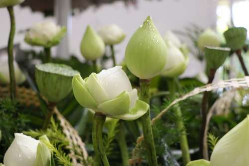 Flower Lotus Nice Blooming Pristine Plant Tree