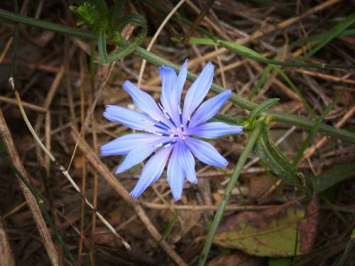 Flower Blue Beauty Petals Wild Flower