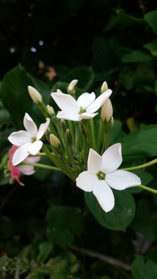 Flower White Flowers Ornamental Home And Garden
