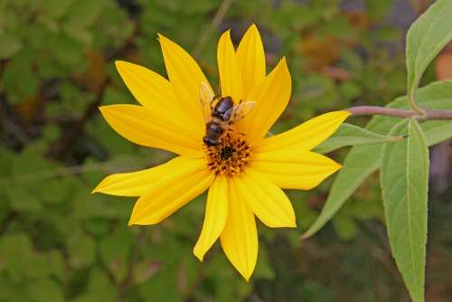 Flower Bee Nature Insect Yellow Flora Plant