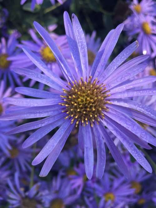 Flower Purple Rain Drops Aster