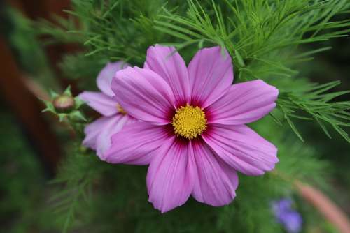 Flower Romance Nature Beauty Bouquet Spring Love