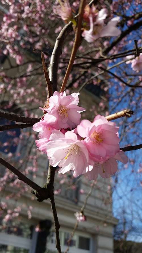 Flower Spring Nature Blossom Bloom Pink Branch